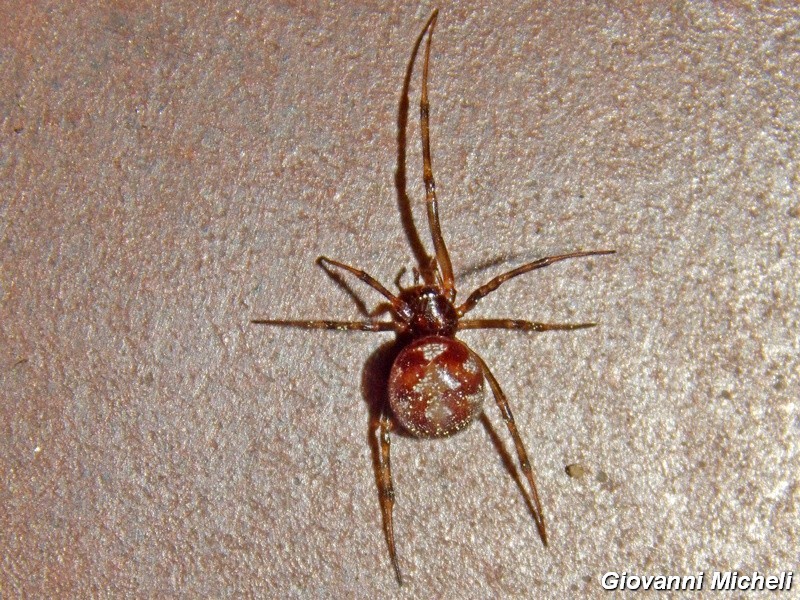 Serie di Araneae del Parco del Ticino